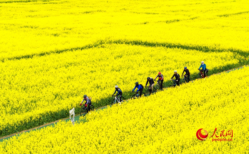 花海中骑行。人民网记者 王玉兴摄