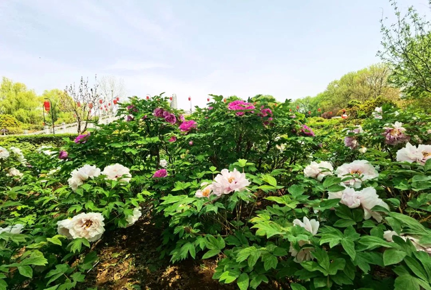隋唐城遗址植物园（资料图）