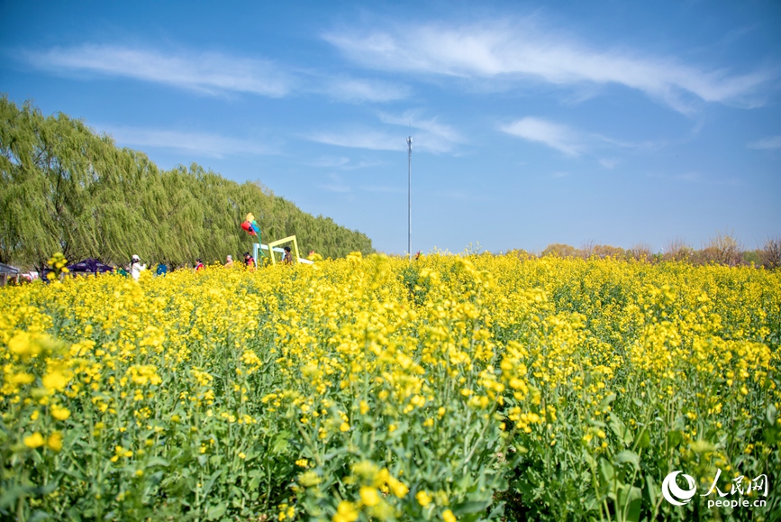 花浪翻涌如金色海洋。人民网 程明辉摄