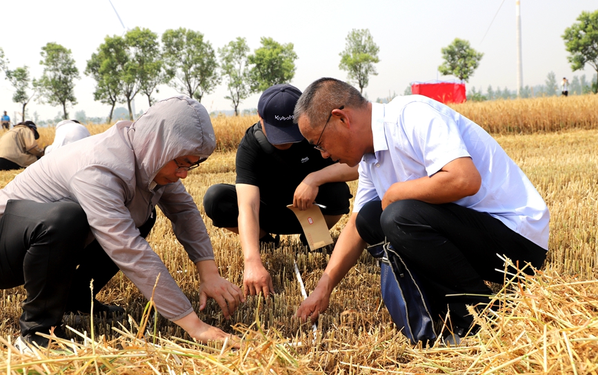 裁判现场查看机收损耗。赵行舟摄