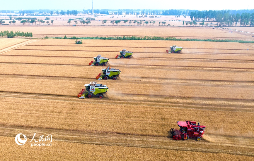 机收减损比赛现场。人民网记者 王玉兴摄