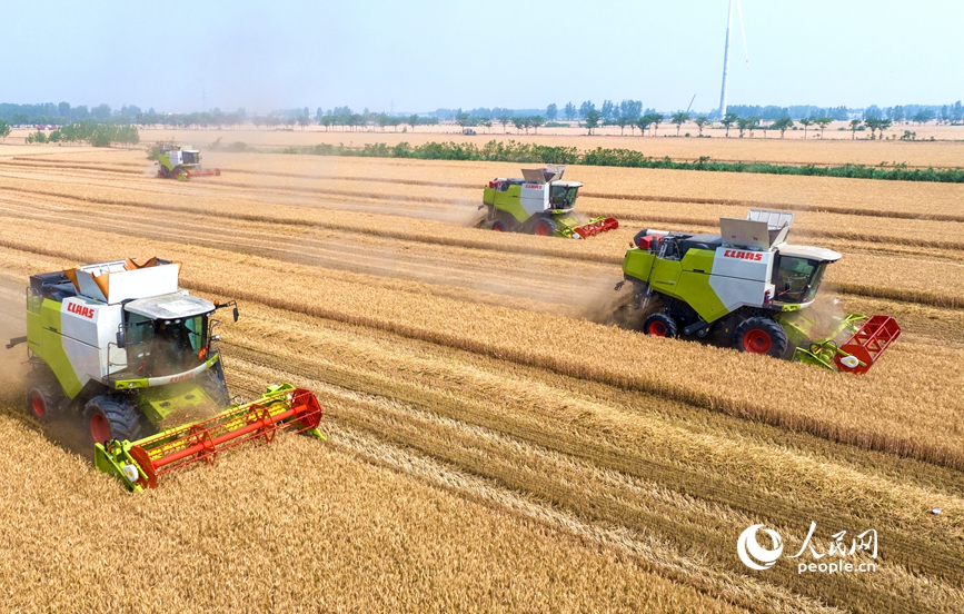 机收减损比赛现场。人民网记者 王玉兴摄