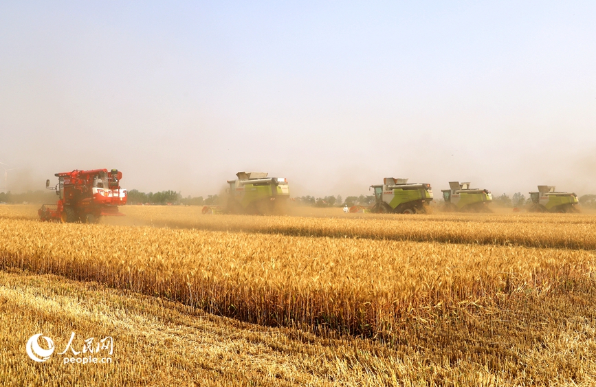 机收减损比赛现场。人民网记者 王玉兴摄