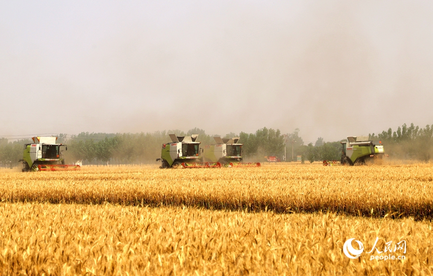机收减损比赛现场。人民网记者 王玉兴摄 