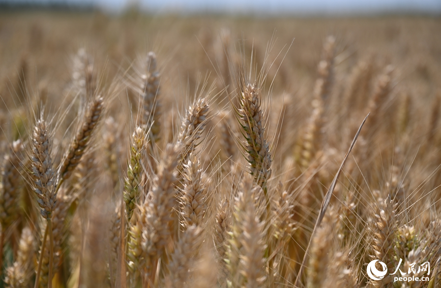 麦穗饱满迎丰收。人民网记者 尚明桢摄