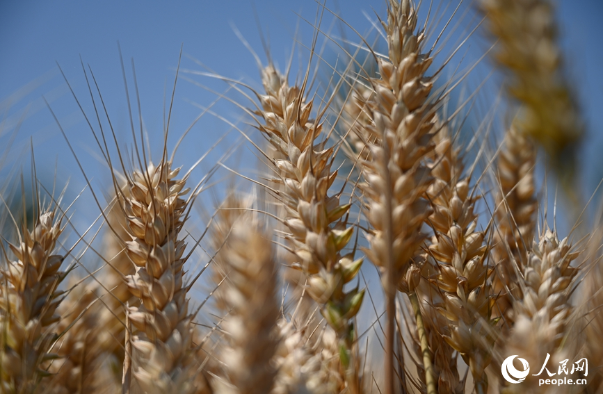 麦穗饱满迎丰收。人民网记者 王佩摄