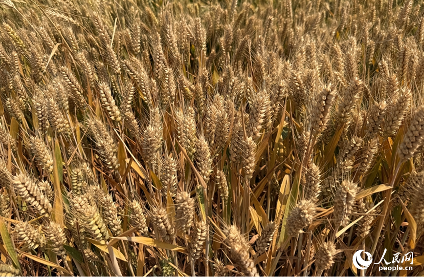 麦穗饱满迎丰收。人民网记者 尚明桢摄