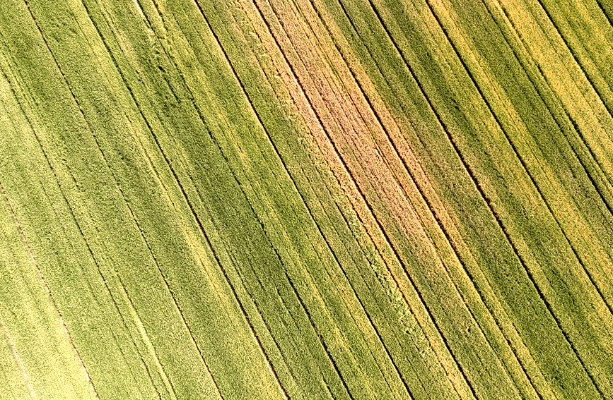 在新乡卫辉，一望无际的麦田即将迎来丰收。闫征帆摄