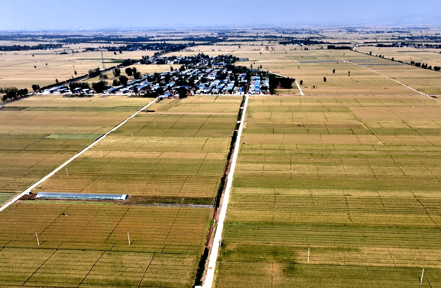 在新乡卫辉，一望无际的麦田即将迎来丰收。闫征帆摄