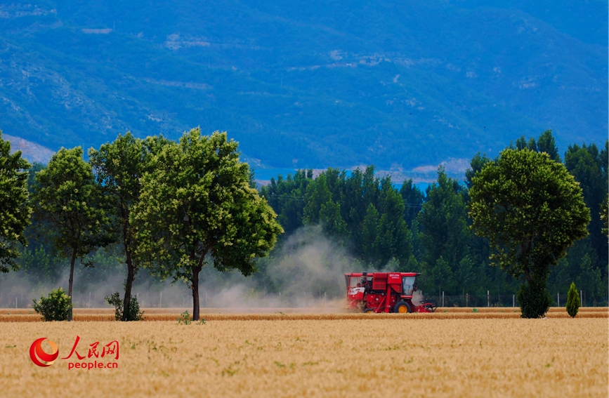 在济源市五龙口镇、梨林镇沁河两岸高质量农田的金色麦浪里，夏收机械正在作业。人民网 辛静摄