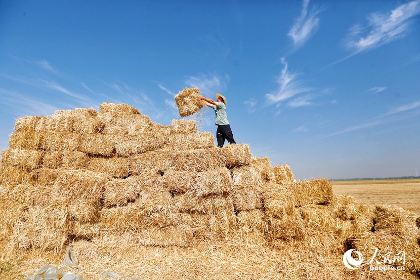 堆叠成垛。人民网 程明辉摄
