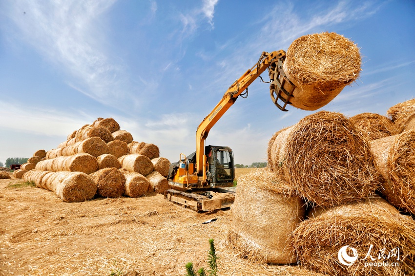 秸秆码垛。人民网 程明辉摄