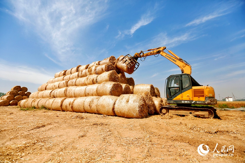秸秆码垛。人民网程明辉摄