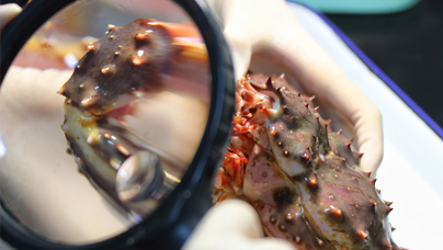 8.5小时跨洋“蟹”逅
6月11日,挪威当地时间下午四点半,400箱帝王蟹正被装入奥斯陆机场JD662航班的恒温货舱……