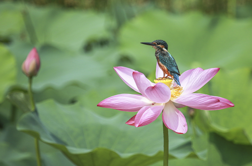 鸟儿与盛开的荷花“邂逅”，定格生态和谐之美。罗菲摄