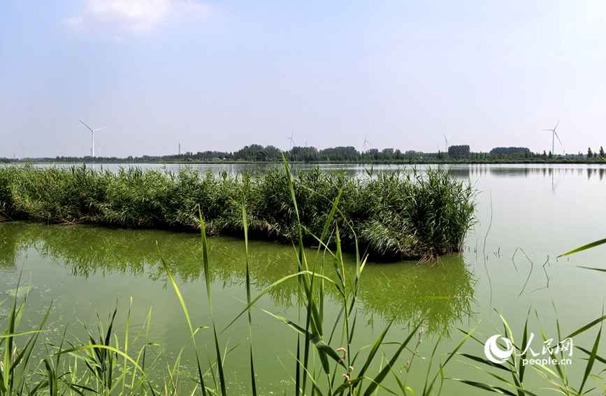 夏日青龙湖美景。人民网 辛静摄