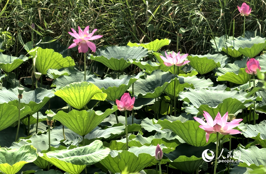 荷叶田田，粉荷竞放，尽显湿地生态之美。人民网 辛静摄