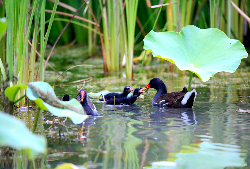 黑水鸡家族在荷间水域喂食的温馨日常。罗菲摄