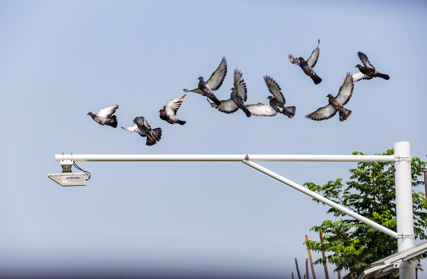 鸟儿掠过天际，为夏日湿地添一抹灵动生机。罗菲摄