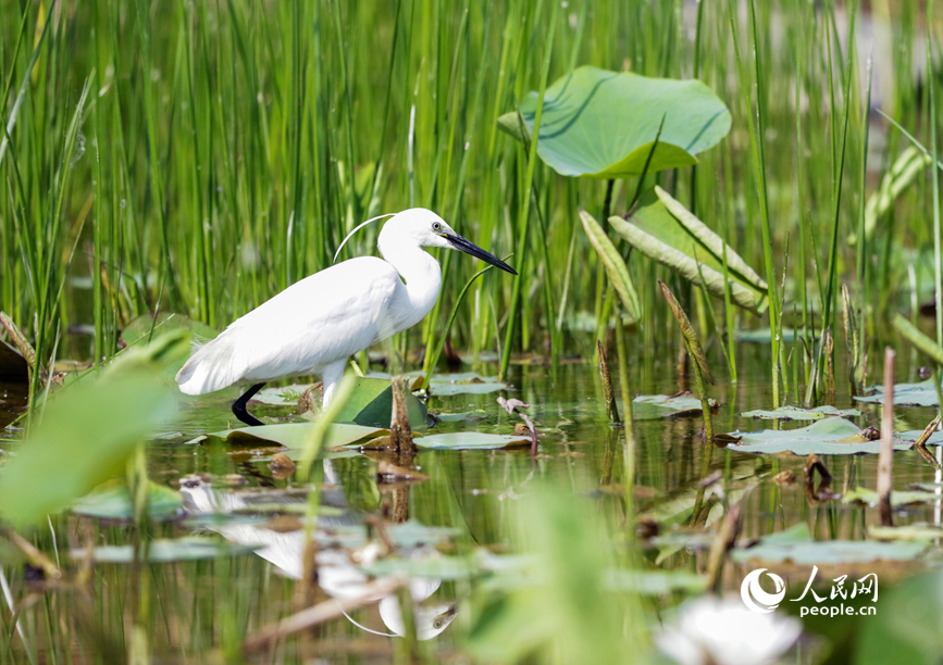 白鹭踱步水间。人民网 辛静摄