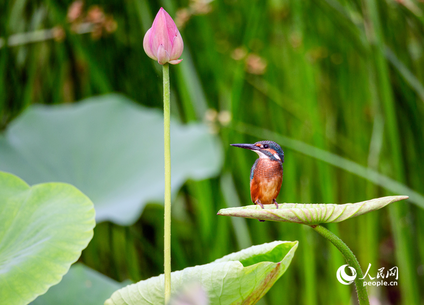 封丘青龙湖荷塘里,鸟儿静立荷尖。人民网 辛静摄