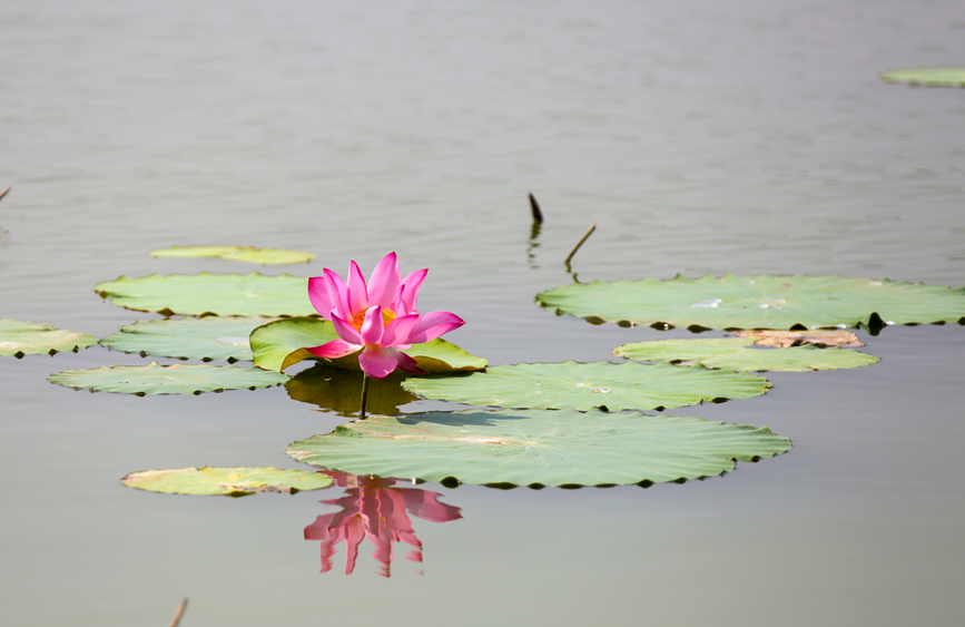 一朵荷花绽于碧叶间，倒影成双，晕染夏日清韵。罗菲摄