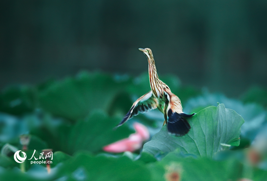 濒危鸟类黄苇鳽现身河南汝州。人民网 辛静摄