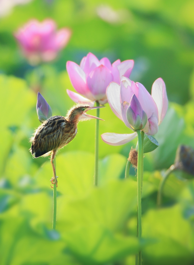 濒危鸟类黄苇鳽现身河南汝州。康永利摄