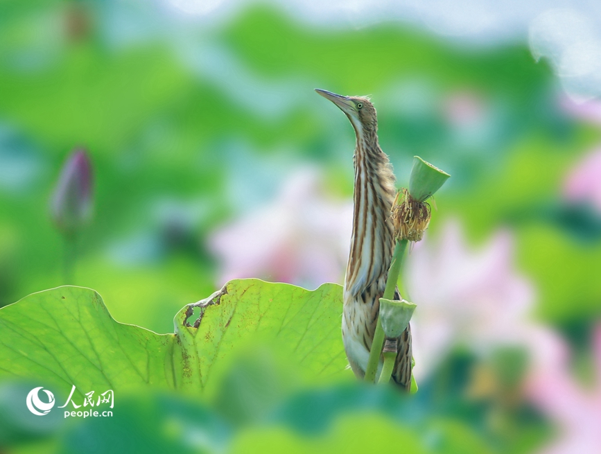 濒危鸟类黄苇鳽现身河南汝州。人民网 辛静摄