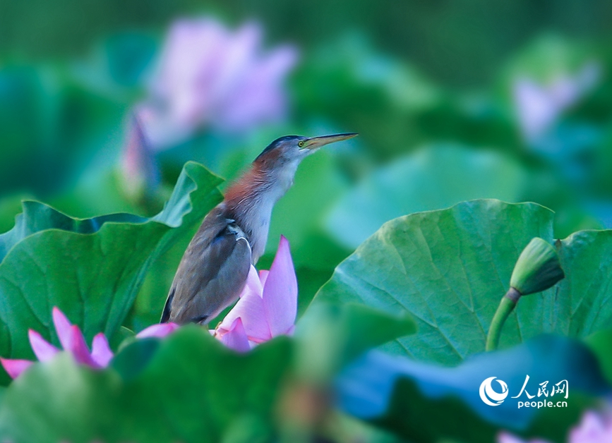 濒危鸟类黄苇鳽现身河南汝州。人民网 辛静摄