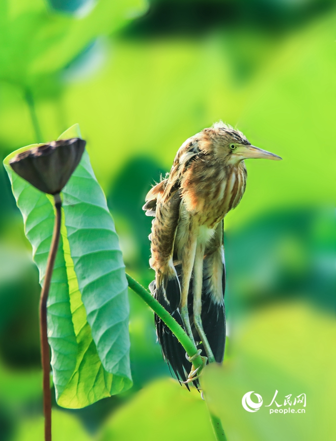 濒危鸟类黄苇鳽现身河南汝州。人民网 辛静摄