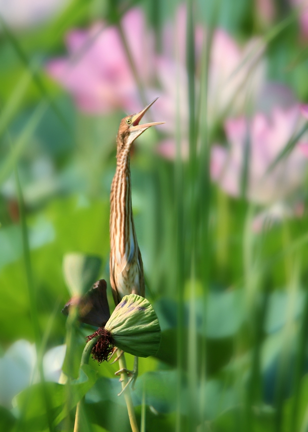濒危鸟类黄苇鳽现身河南汝州。康永利摄