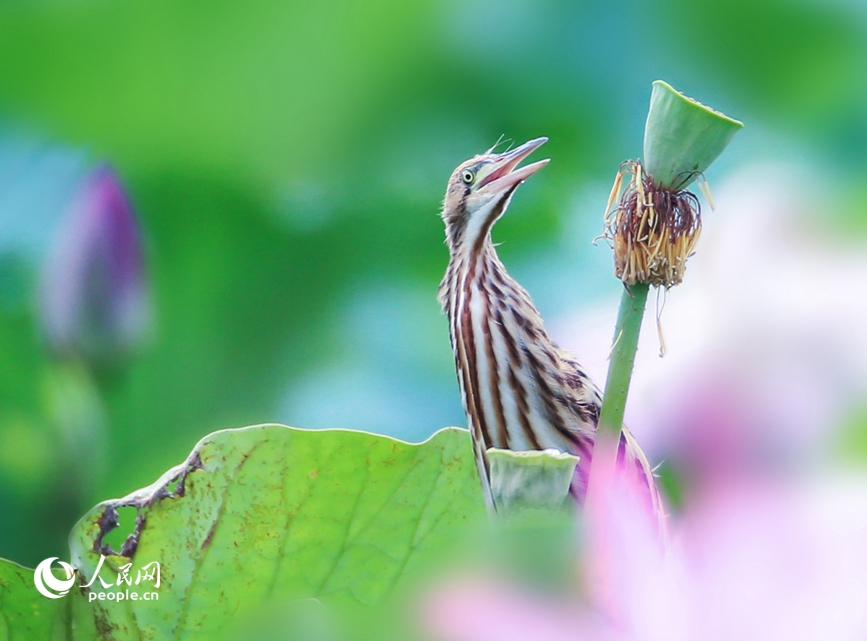 濒危鸟类黄苇鳽现身河南汝州。人民网 辛静摄