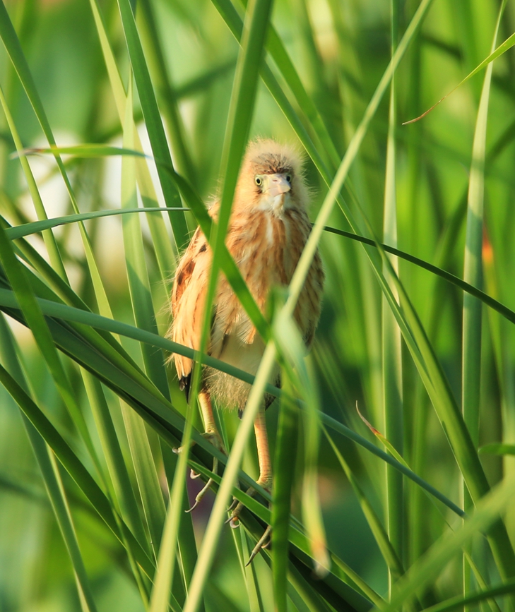 濒危鸟类黄苇鳽现身河南汝州。康永利摄