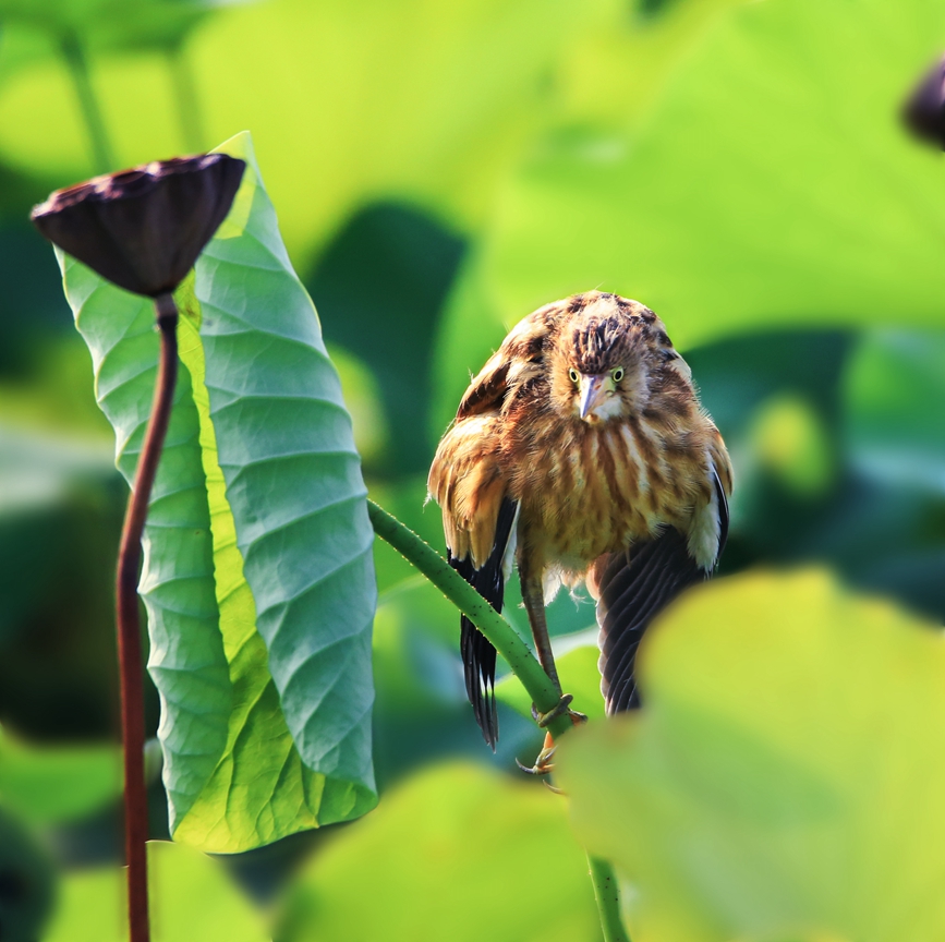 濒危鸟类黄苇鳽现身河南汝州。康永利摄