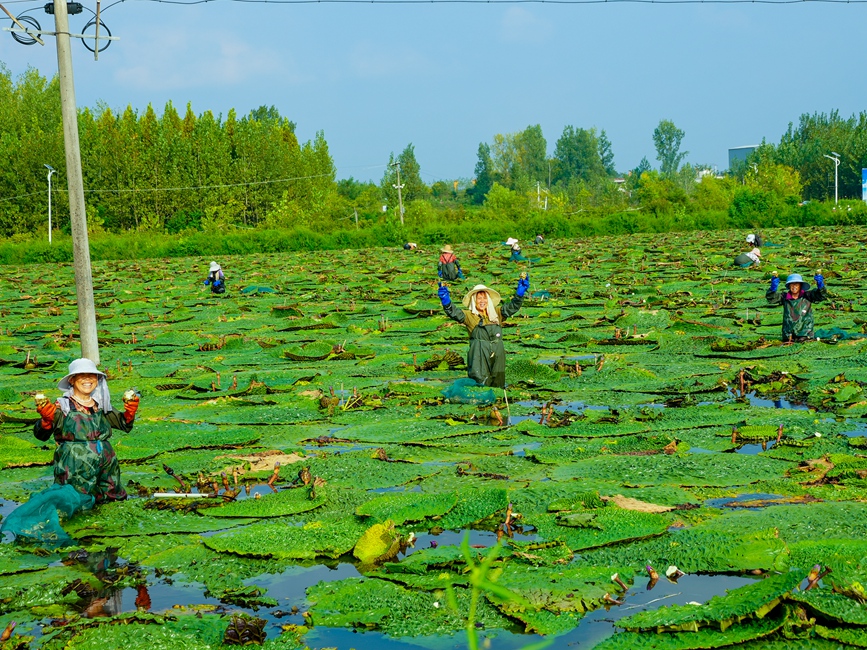 芡实田里采收忙。信阳市文广旅局供图