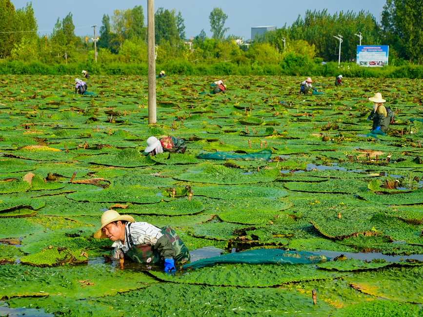 芡实田里采收忙。信阳市文广旅局供图