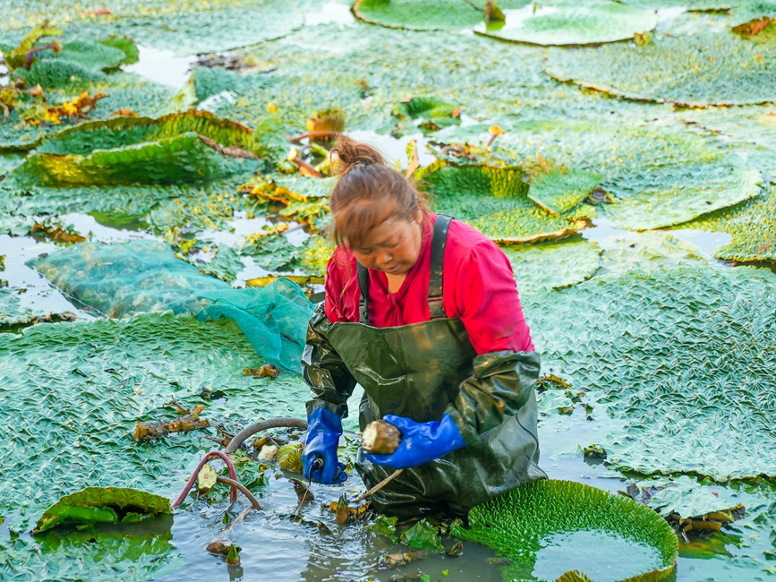 河南光山：水中“金果”采收忙【4】