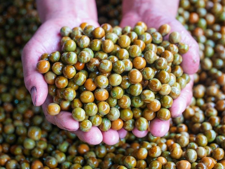 颗颗圆润的芡实。信阳市文广旅局供图