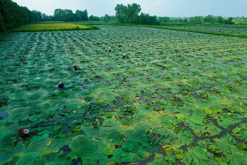芡实田里采收忙。信阳市文广旅局供图
