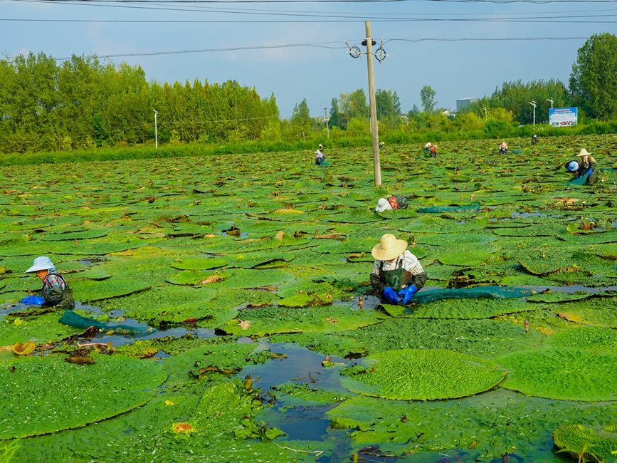 芡实田里采收忙。信阳市文广旅局供图