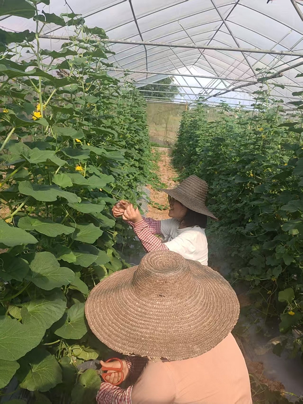 队员们在广西壮族自治区贵港市平南县黄瓜种植棚内打理。受访者供图