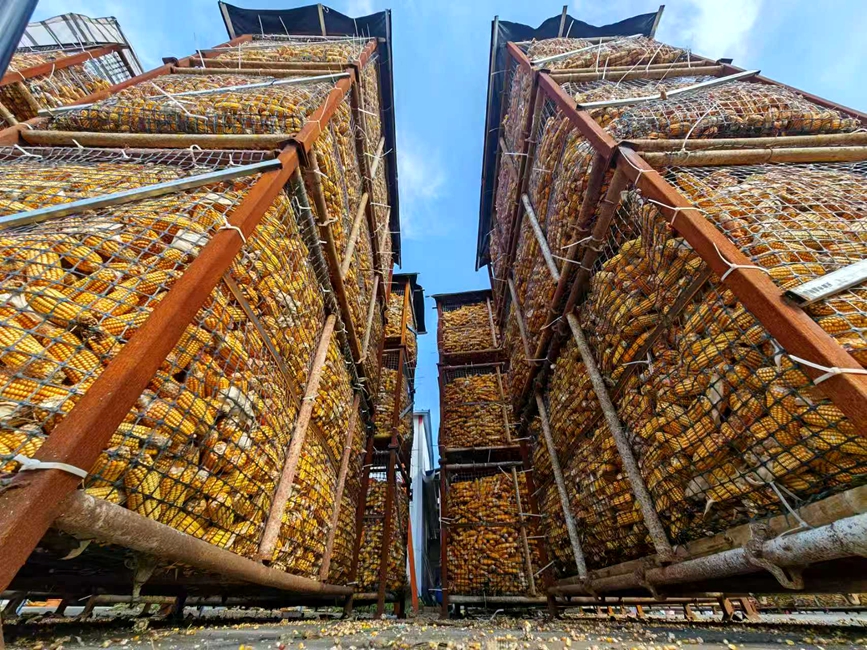 封丘县冯村乡种粮大户侯兰锋绿源家庭农场内的储粮铁笼整齐排列着。朱新国摄