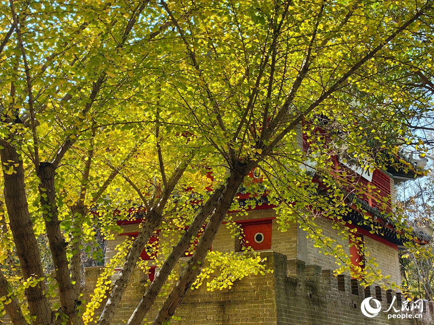 赏秋正当时。人民网记者 宋芳鑫摄