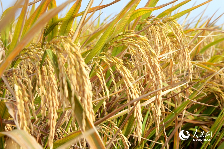 旱稻颗粒饱满，等待收获。人民网记者 辛静摄