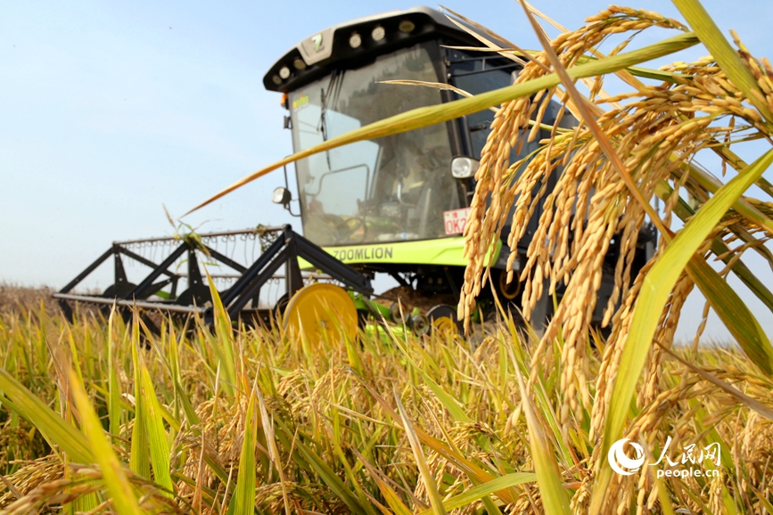 收割机正在收获旱稻。人民网记者 辛静摄
