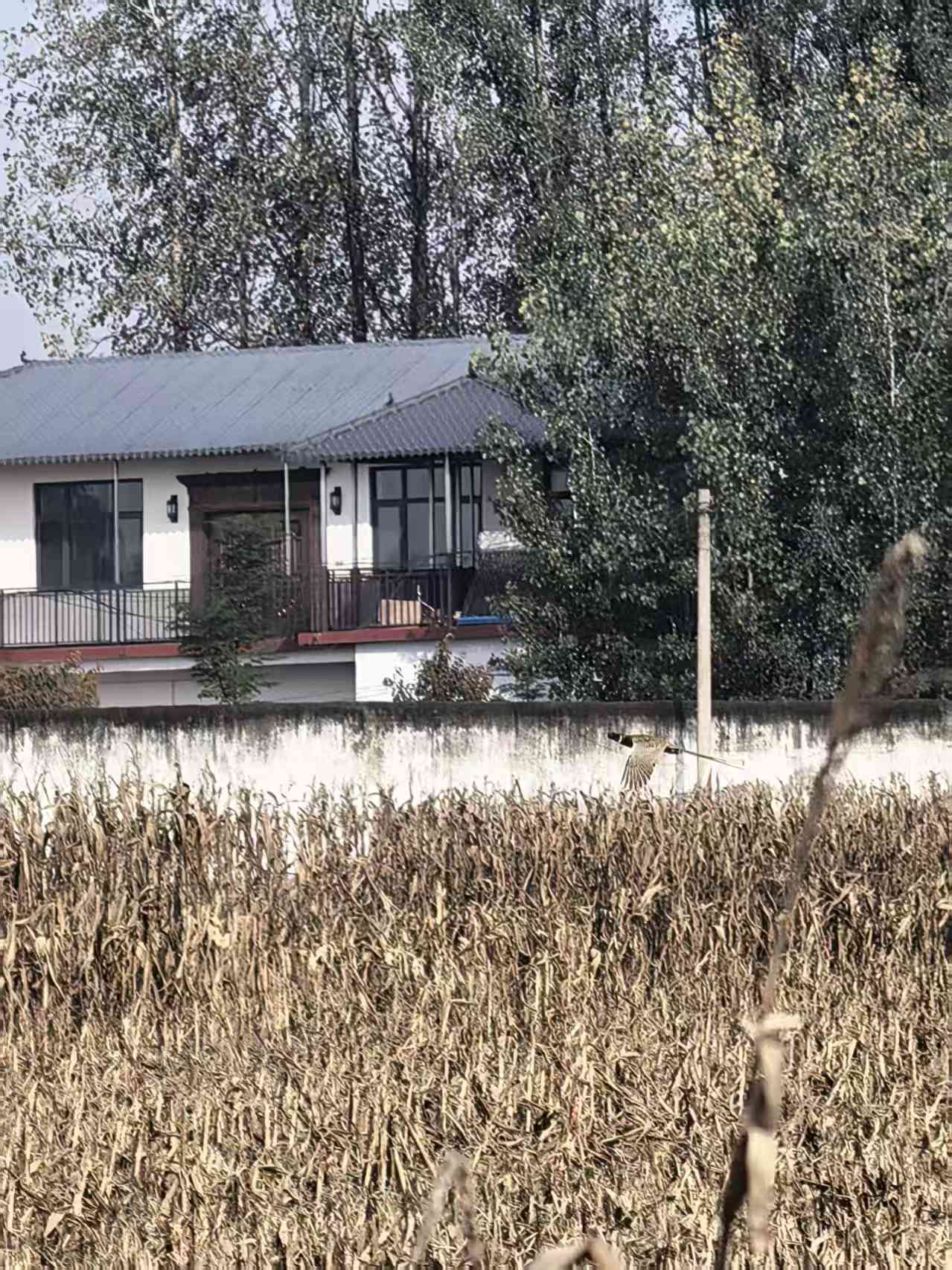 遂平县后楼村有野鸡飞过。陶韬摄