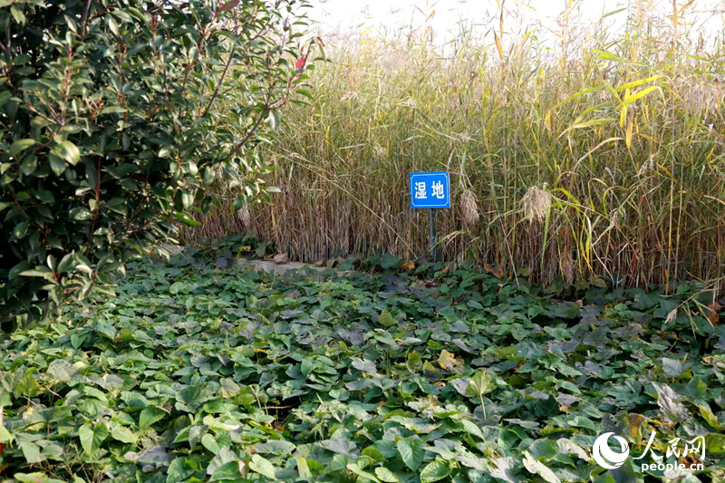 经处理后的污水被用于灌溉厂区绿化。人民网记者 于思远摄