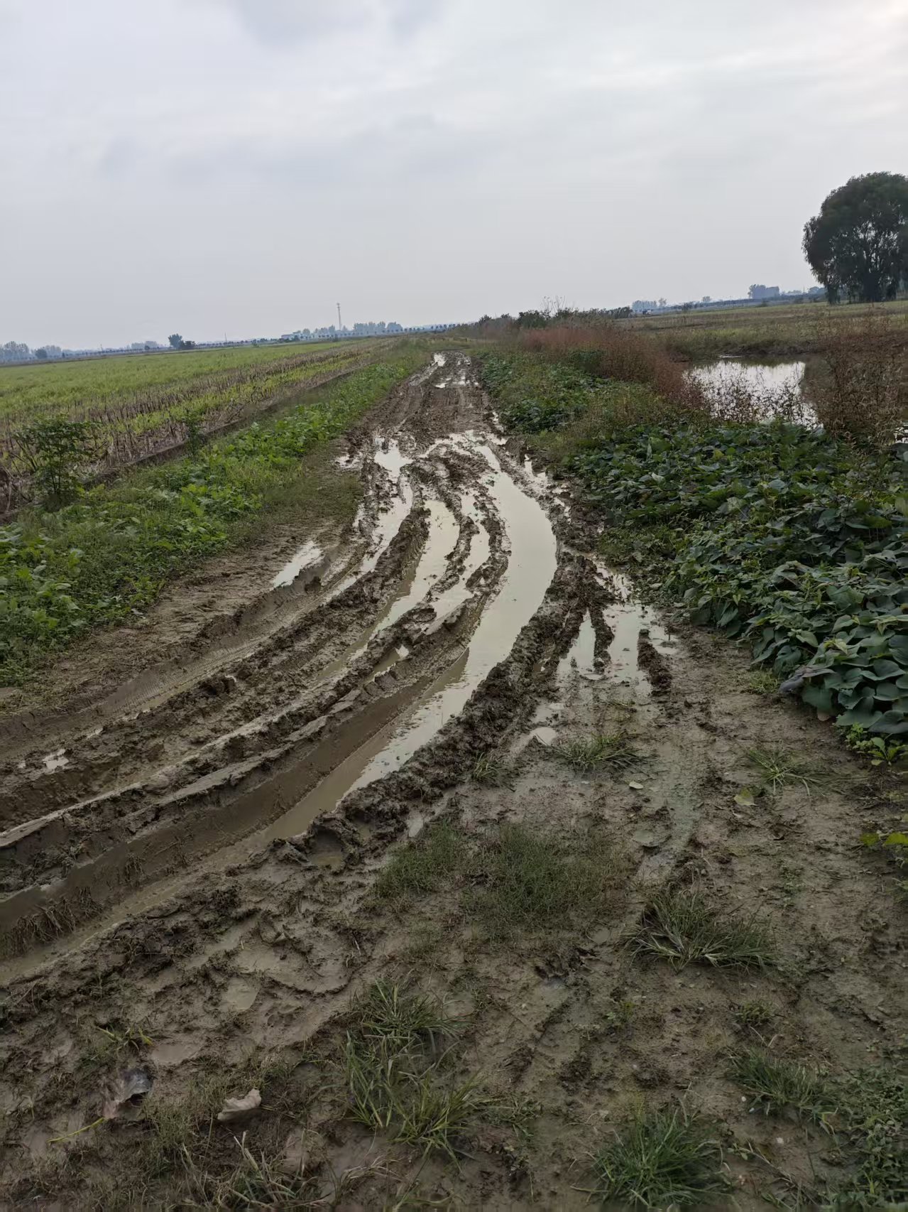 河南省邓州市构林镇官刘村农田道路泥泞。网民供图
