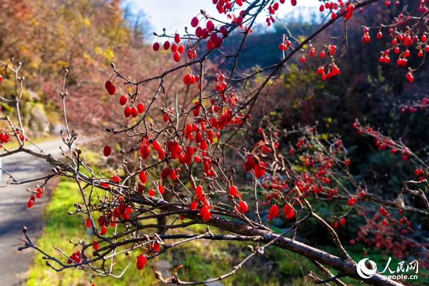 丹红果实缀满枝桠。人民网 程明辉摄